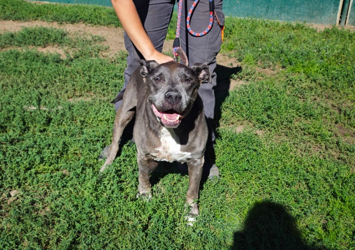 Irko - Chien à adopter