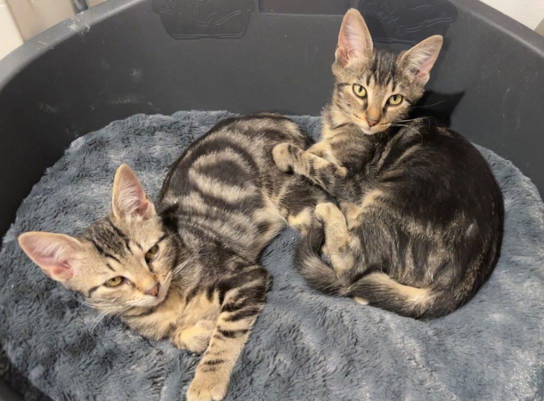 Nuggets - Chat Européen à adopter