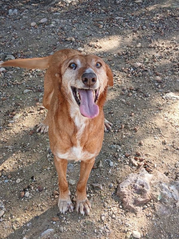 AMERICA - Chien Podenco Ibicenco à adopter