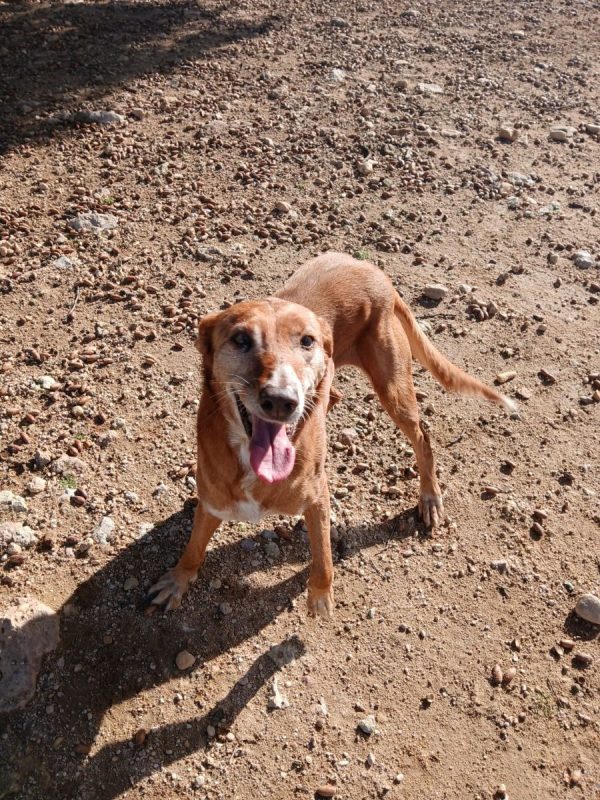 AMERICA - Chien Podenco Ibicenco à adopter - photo 3