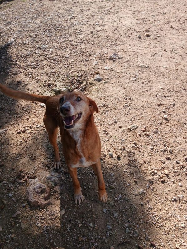 AMERICA - Chien Podenco Ibicenco à adopter - photo 2
