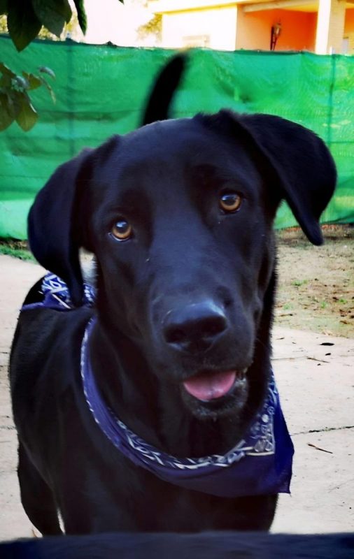 AMIR - Chien Labrador-Retriever à adopter