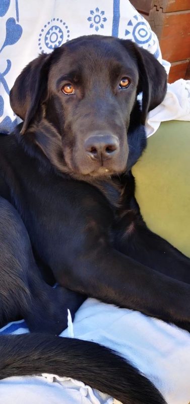 AMIR - Chien Labrador-Retriever à adopter - photo 2