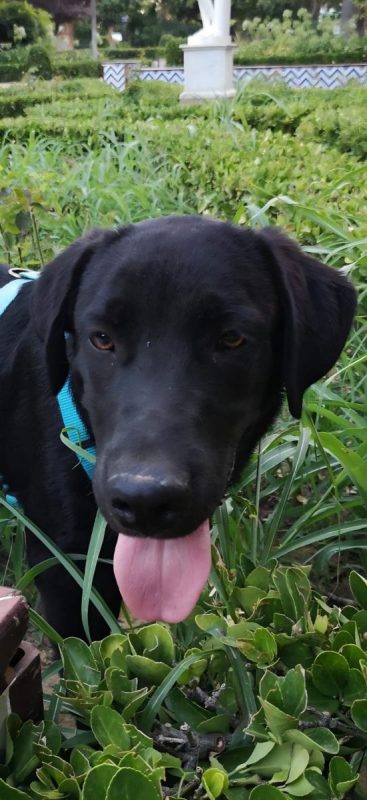 AMIR - Chien Labrador-Retriever à adopter - photo 3