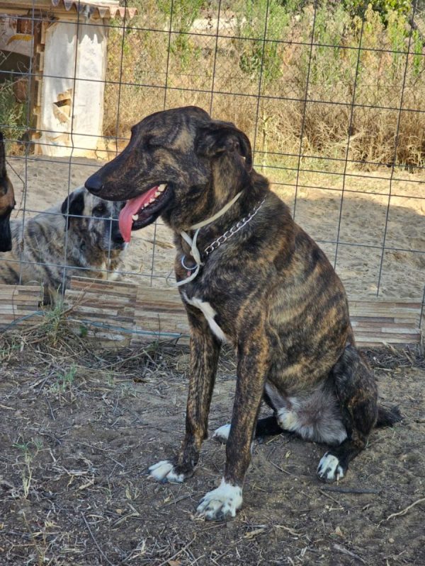ANUBIS - Chien à adopter - photo 6