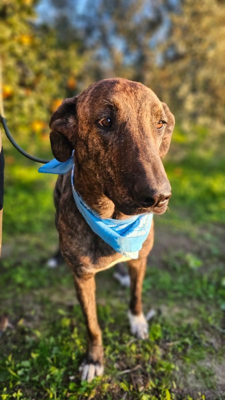 ANUBIS - Chien à adopter - photo 2