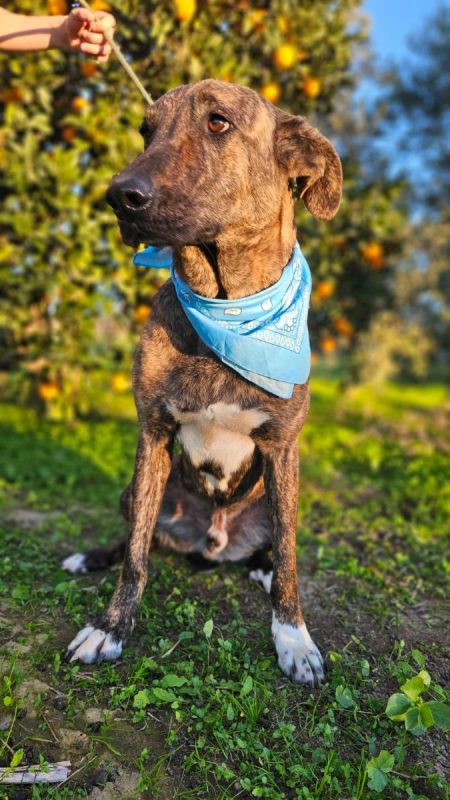 ANUBIS - Chien à adopter