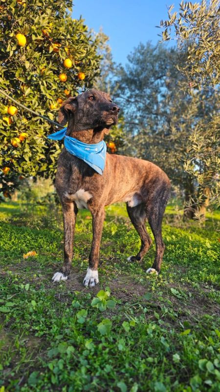 ANUBIS - Chien à adopter - photo 5