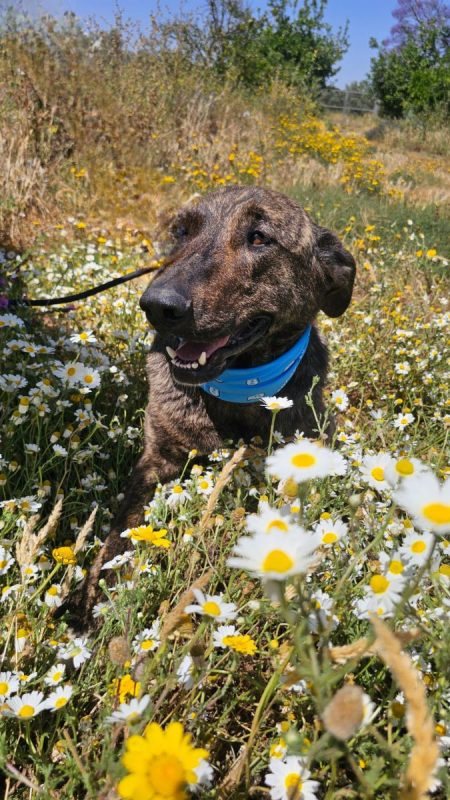ANUBIS - Chien à adopter - photo 4