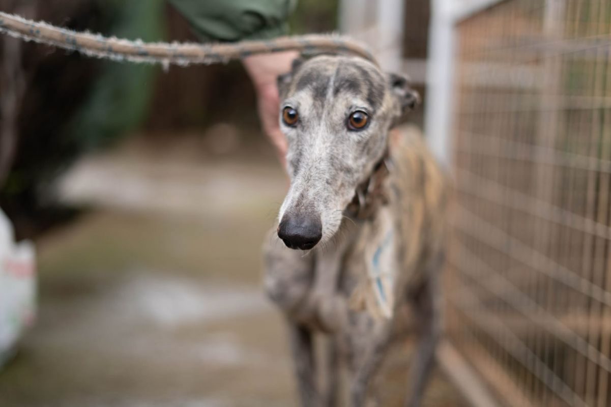 ARGENTINA - Chien Galgo à adopter