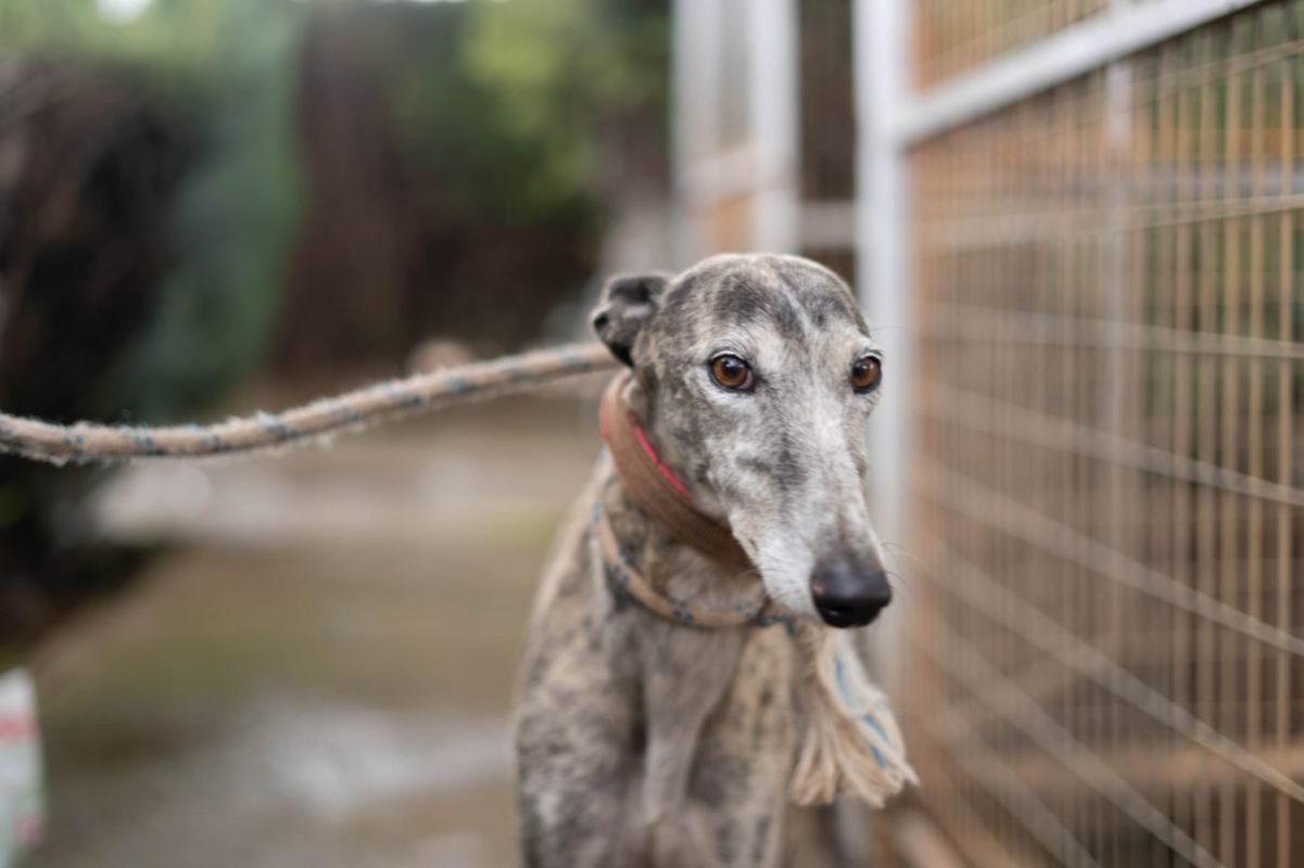 ARGENTINA - Chien Galgo à adopter - photo 2