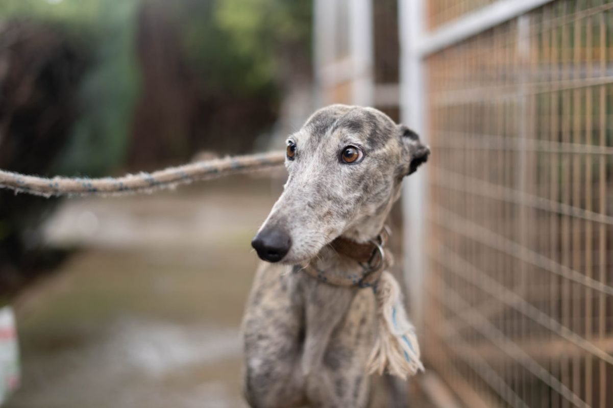ARGENTINA - Chien Galgo à adopter - photo 3
