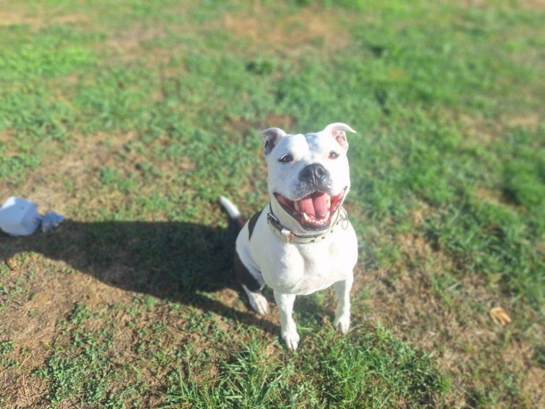 Reksi - Chien à adopter
