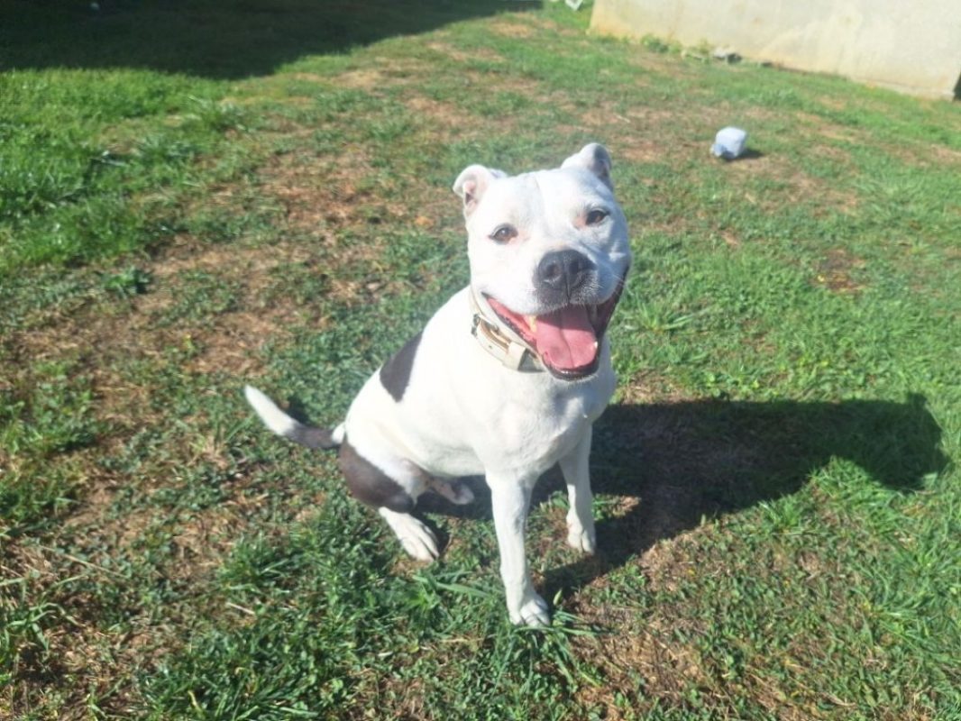 Reksi - Chien à adopter - photo 2