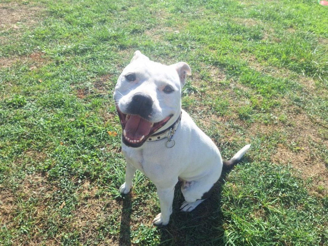 Reksi - Chien à adopter - photo 3
