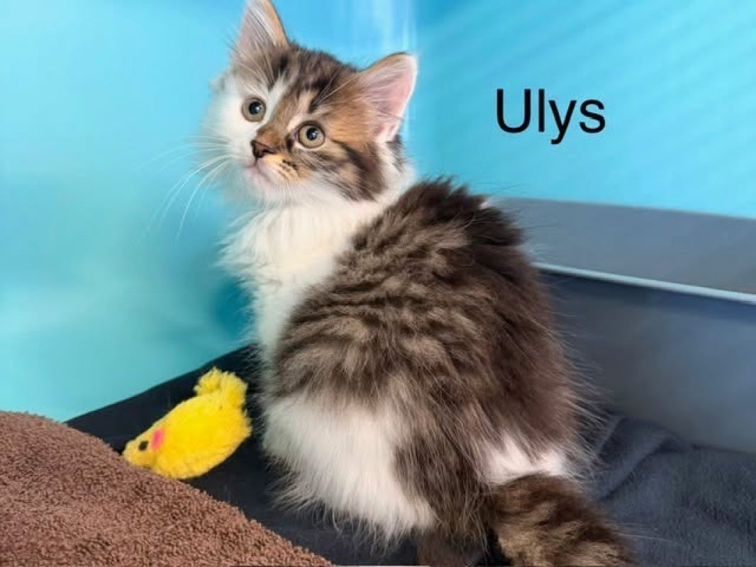 Ulys - Chat Européen à adopter