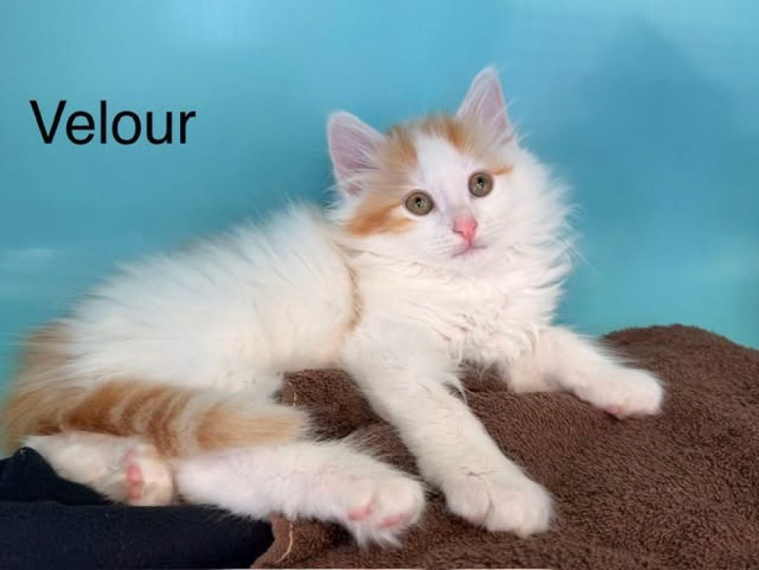 Velour - Chat Européen à adopter