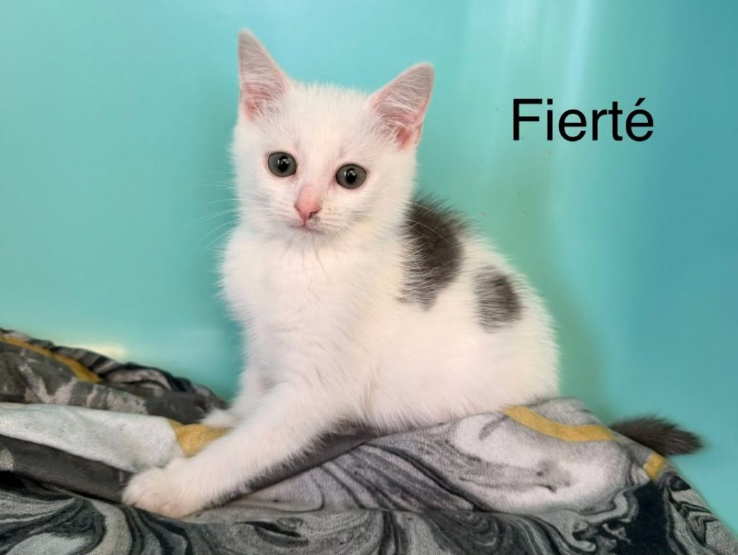 Fierté - Chat Européen à adopter