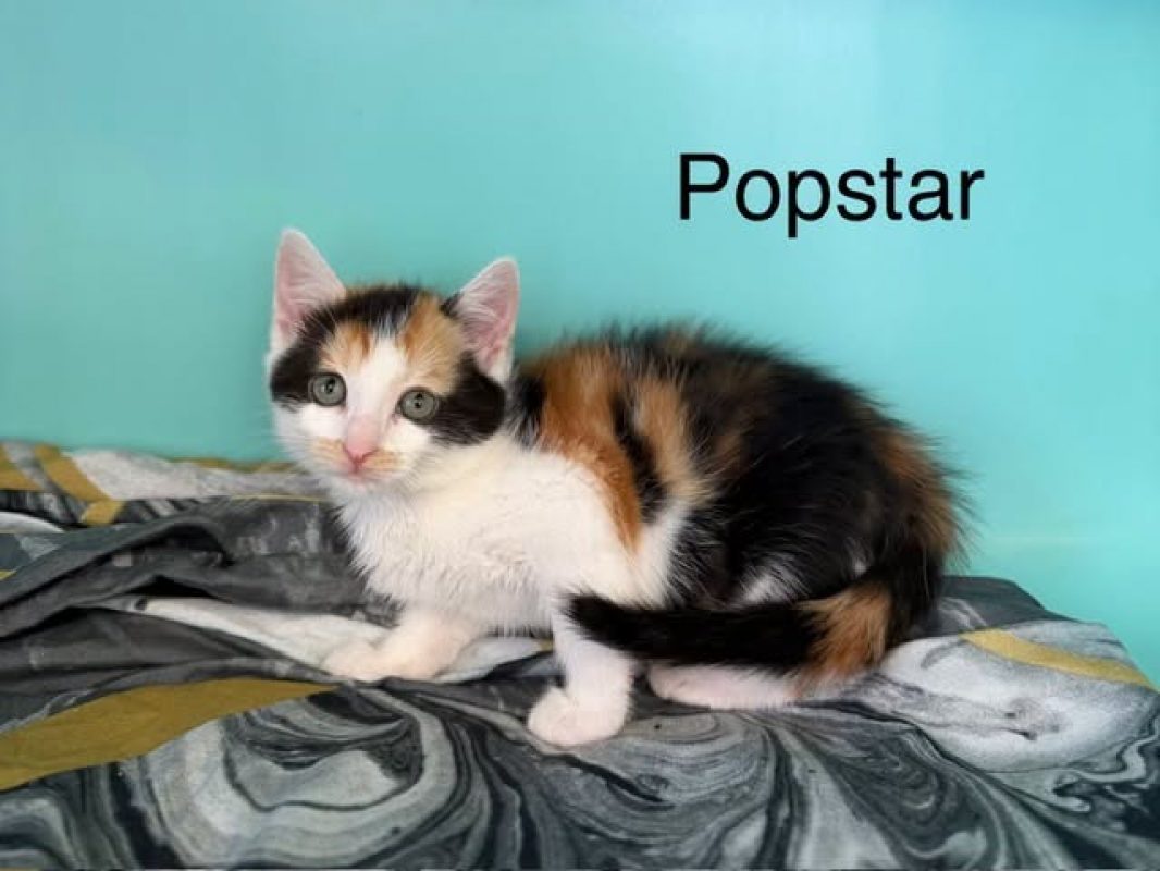 Popstar - Chat Européen à adopter