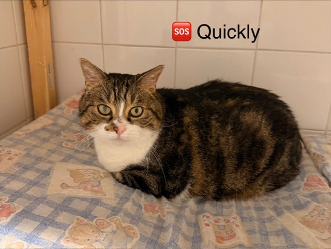 Quickly - Chat Européen à adopter