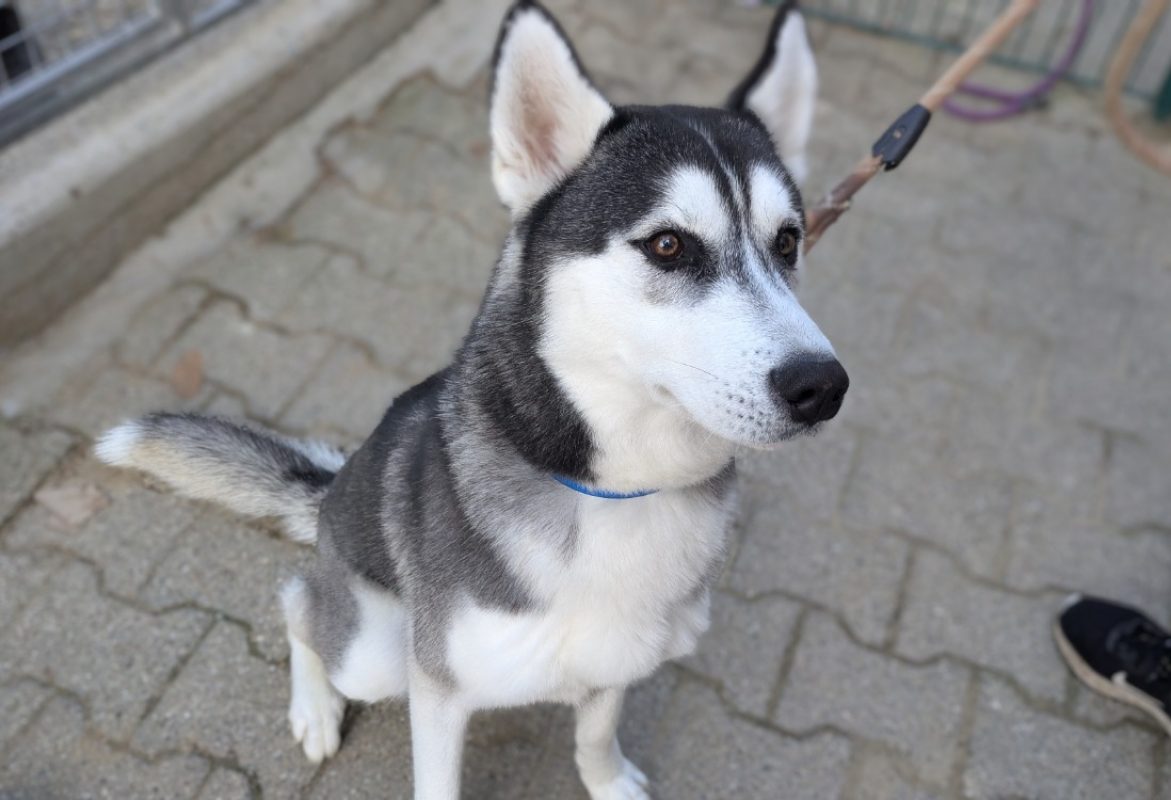 Zeus - Chien Husky Sibérien à adopter
