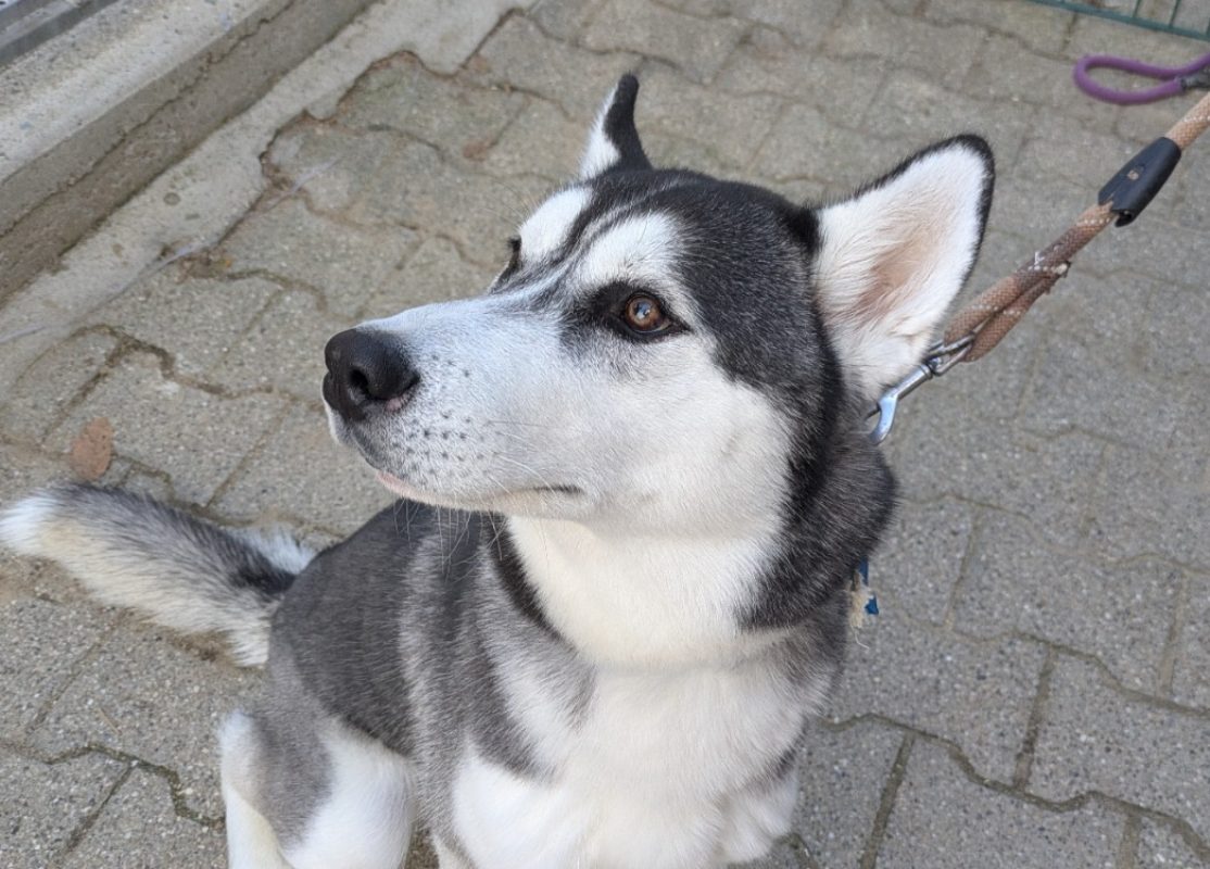Zeus - Chien Husky Sibérien à adopter - photo 2