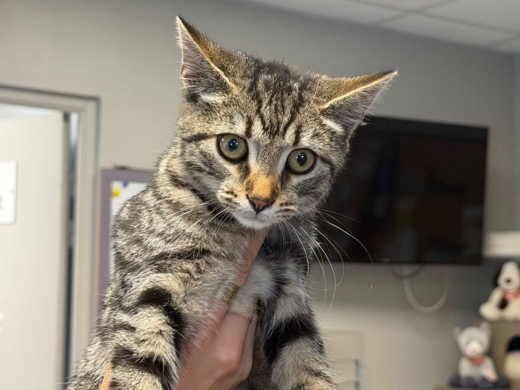 Rosela - Chat Européen à adopter