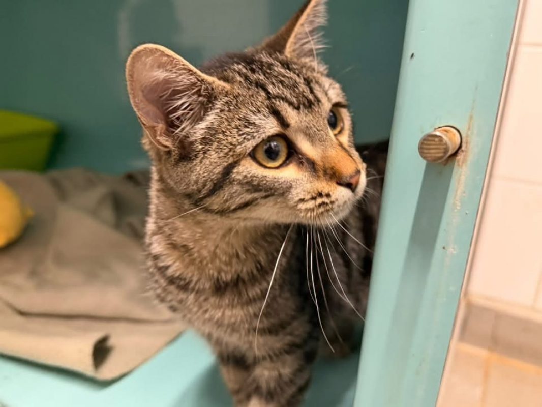 Rosela - Chat Européen à adopter - photo 2