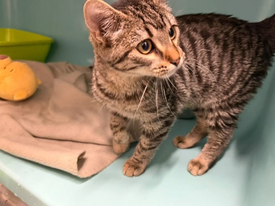 Rosela - Chat Européen à adopter - photo 3