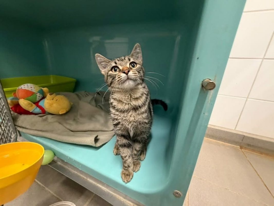Rosela - Chat Européen à adopter - photo 4