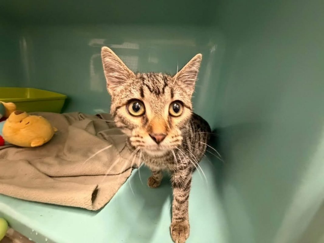 Rosela - Chat Européen à adopter - photo 5