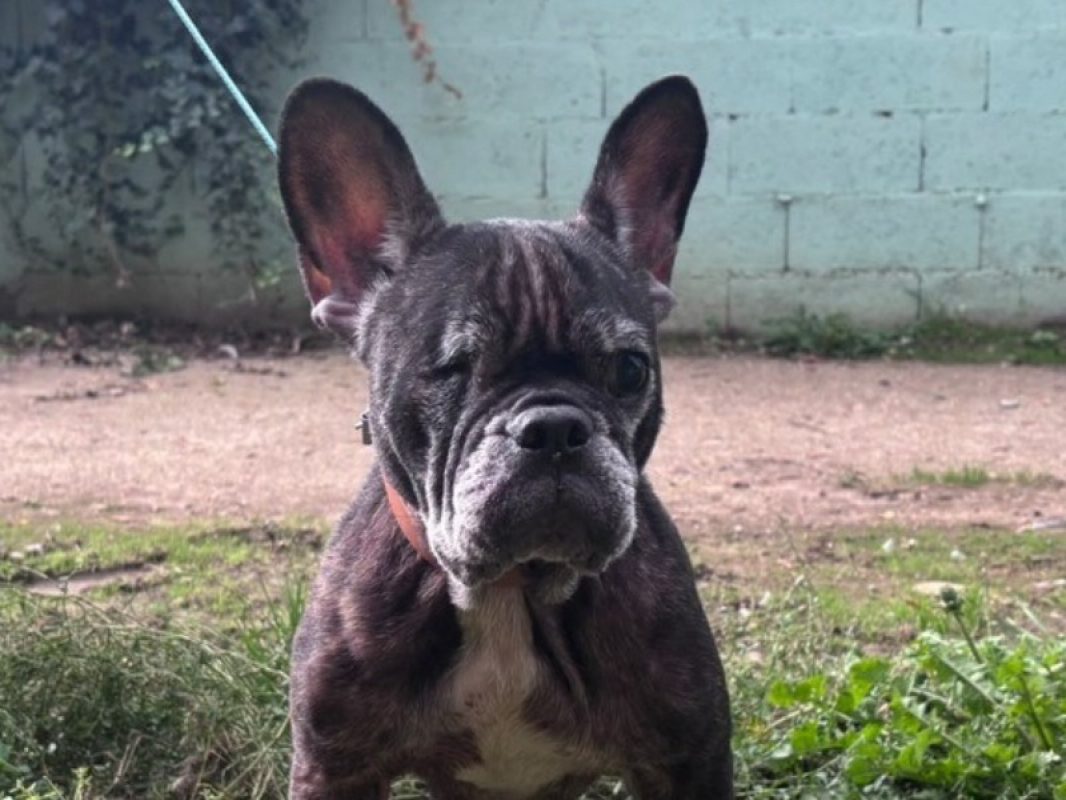 Lilye - Chien Bouledogue Français à adopter
