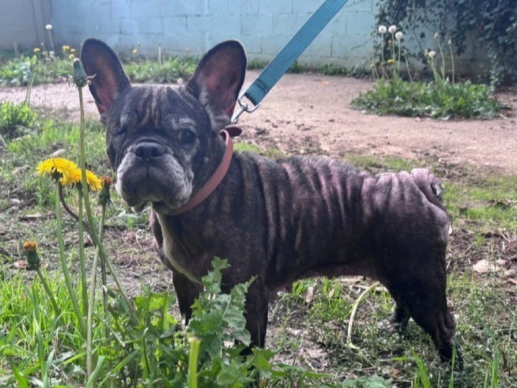 Lilye - Chien Bouledogue Français à adopter - photo 2