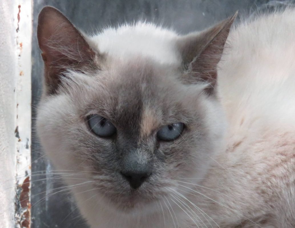 Nyx - Chat Européen à adopter