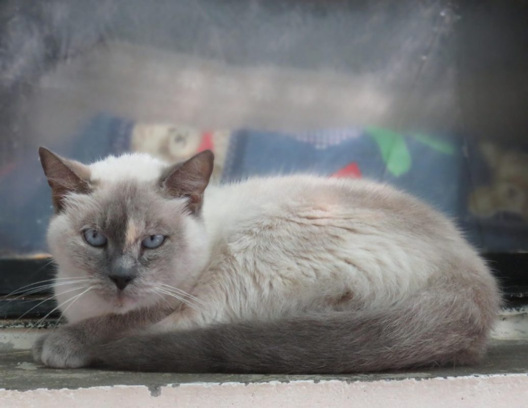 Nyx - Chat Européen à adopter - photo 2