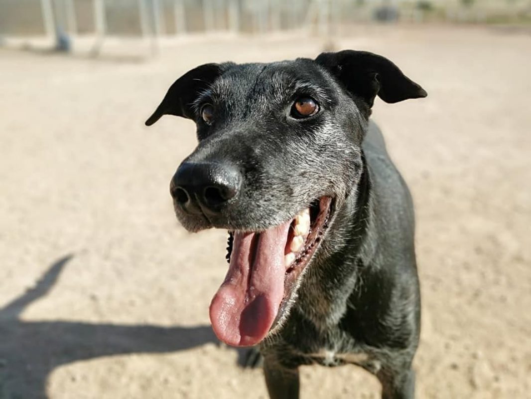 ATILA - Chien à adopter - photo 3