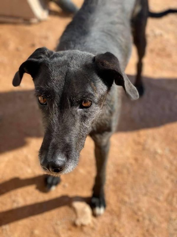 ATILA - Chien à adopter - photo 2