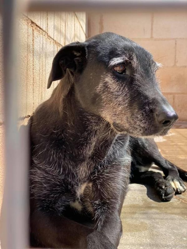 ATILA - Chien à adopter - photo 8