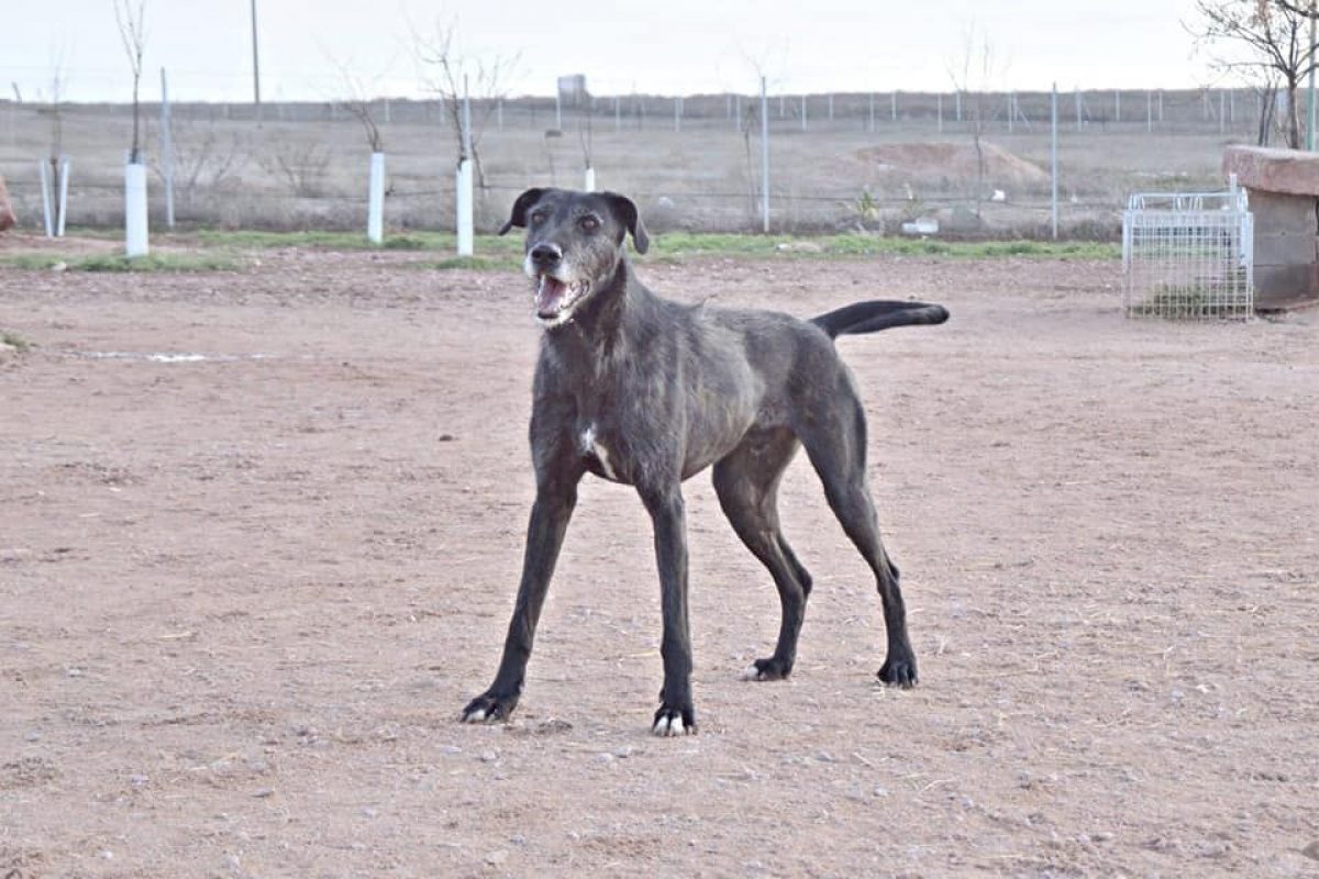 ATILA - Chien à adopter - photo 6