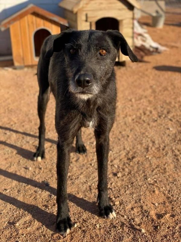 ATILA - Chien à adopter - photo 4