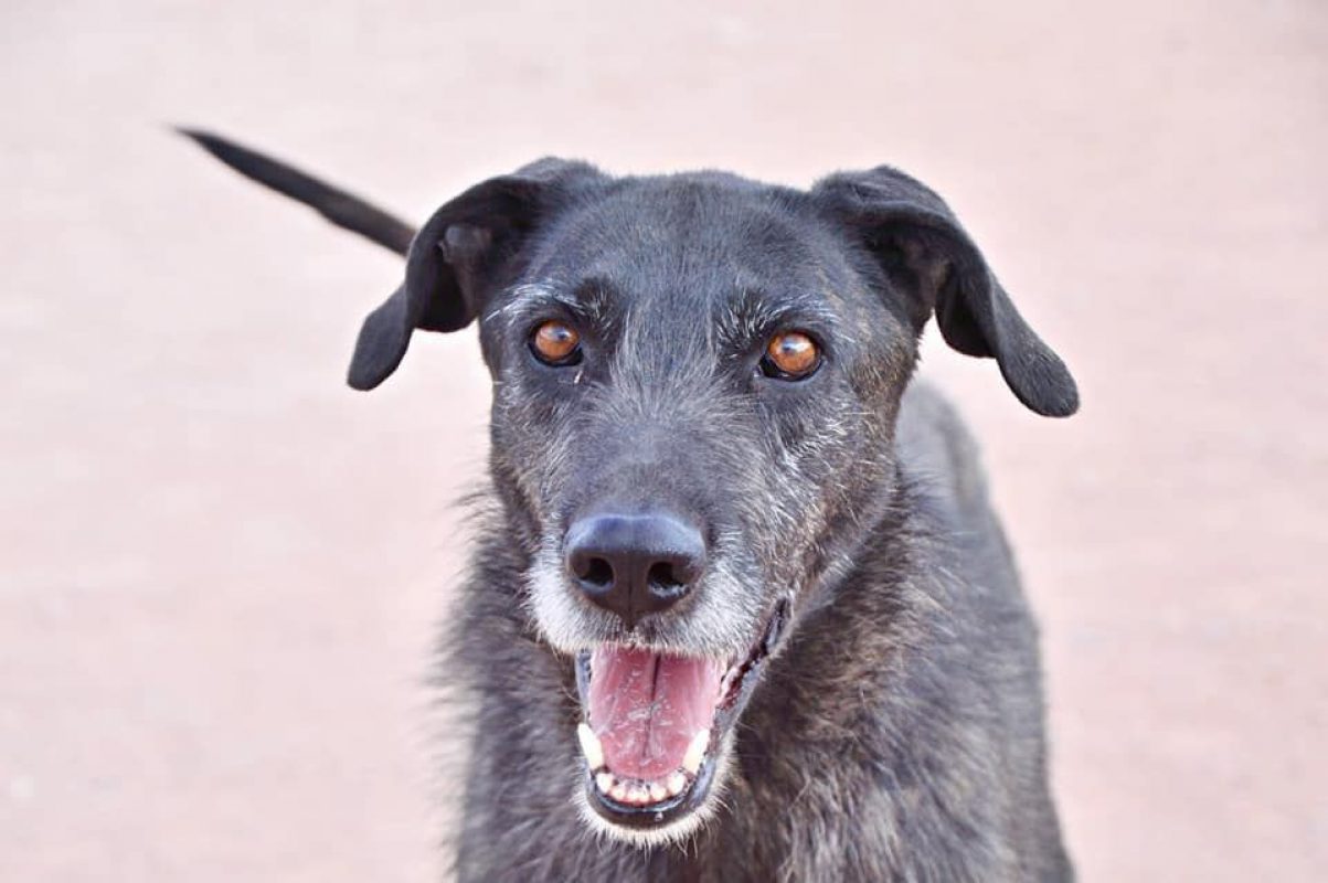 ATILA - Chien à adopter