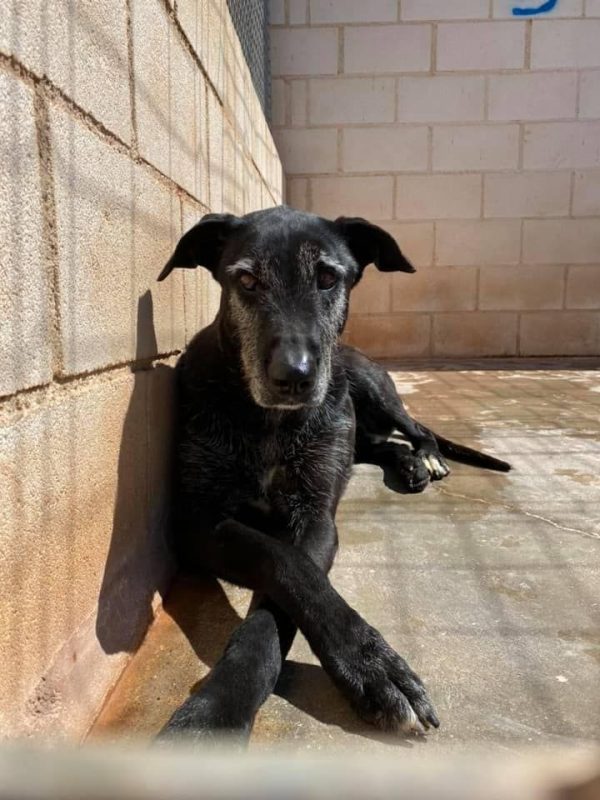 ATILA - Chien à adopter - photo 5