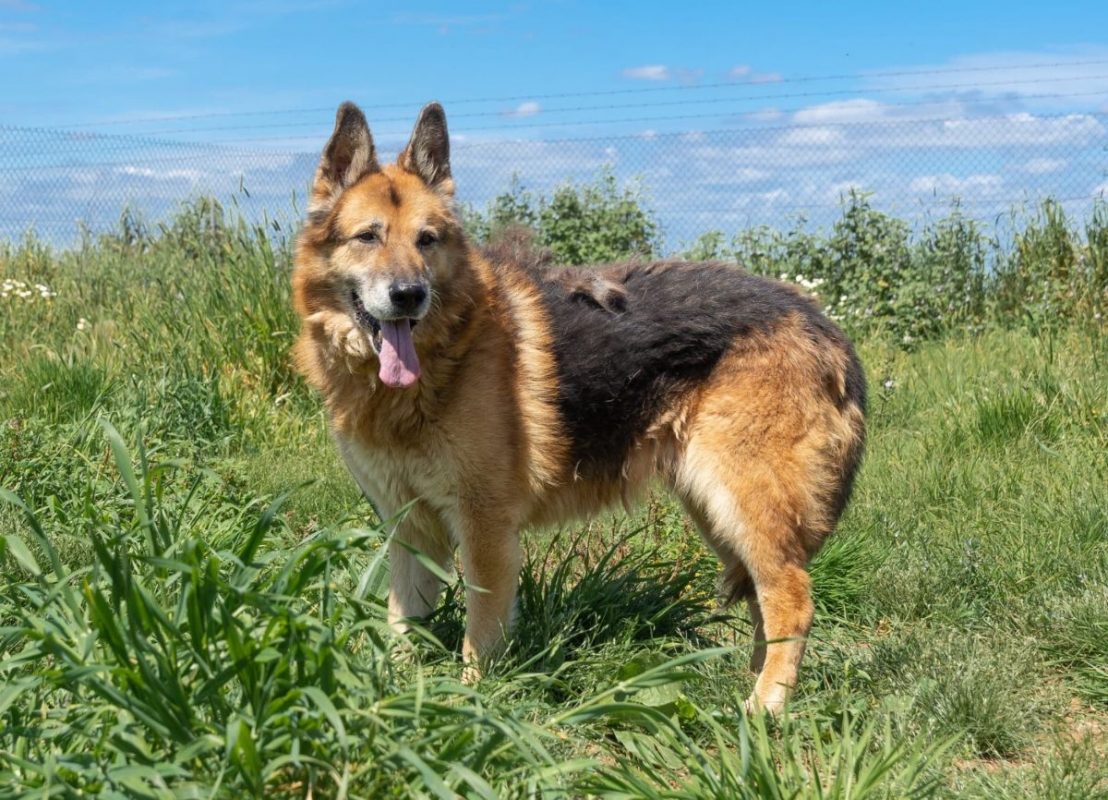 BACO - Chien Berger Allemand à adopter - photo 3