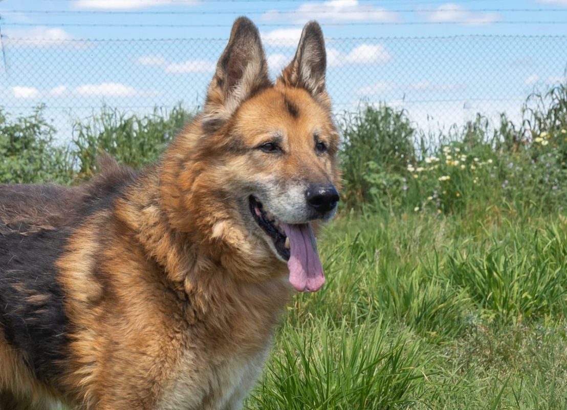 BACO - Chien Berger Allemand à adopter