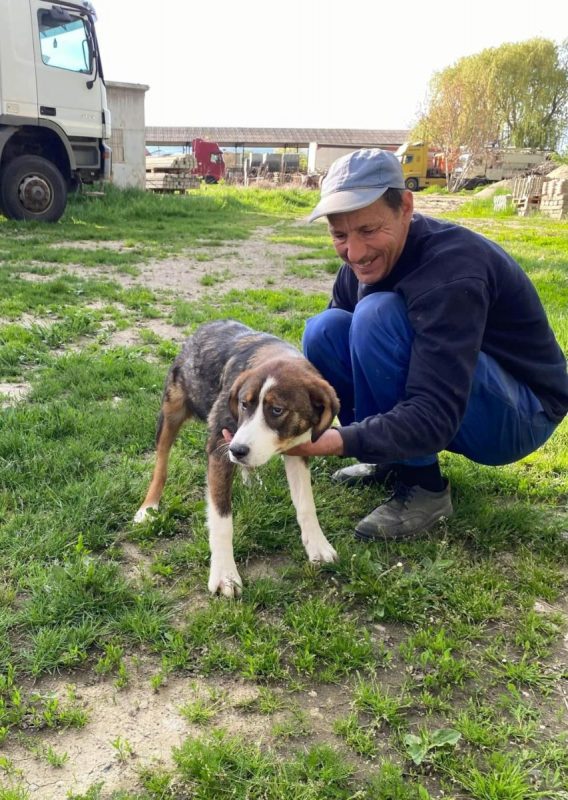 BELLE - Chien à adopter - photo 2