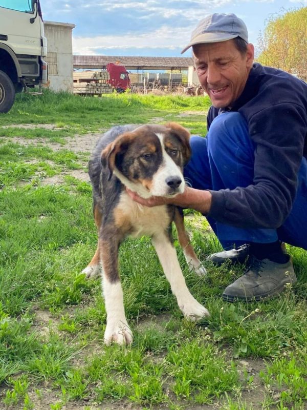 BELLE - Chien à adopter - photo 3