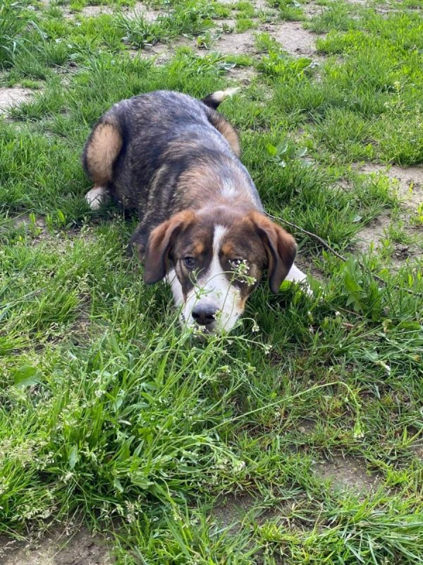 BELLE - Chien à adopter