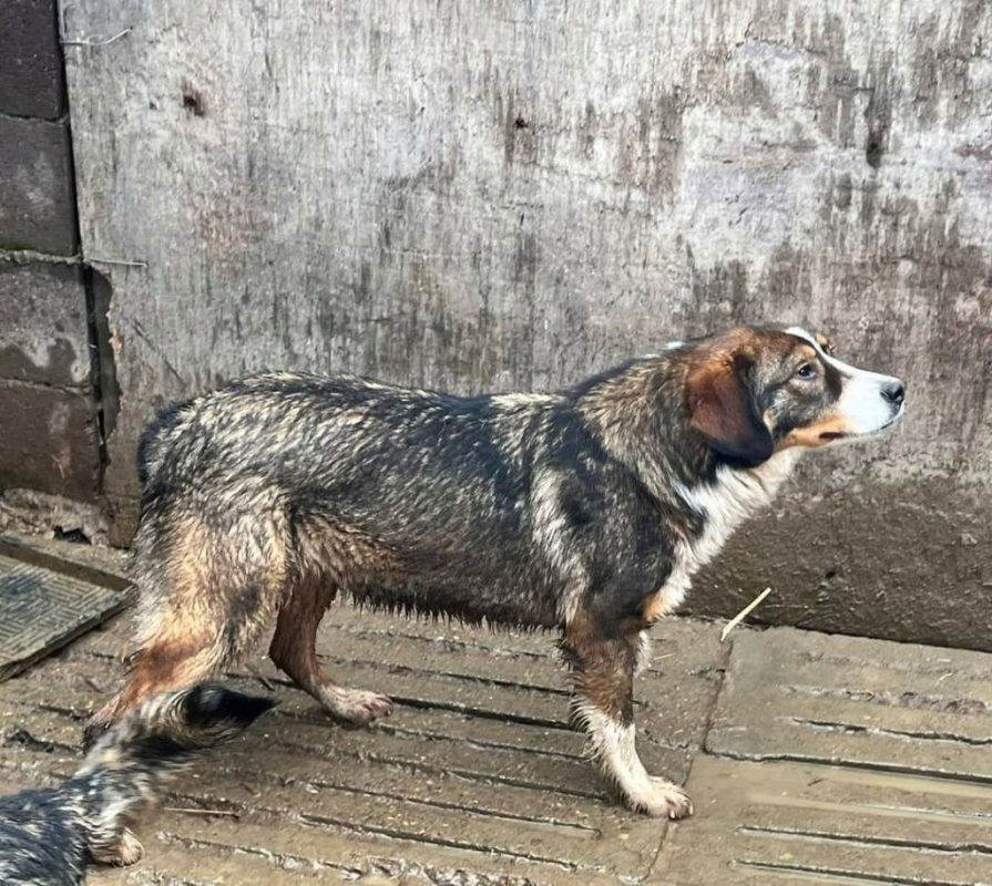 BELLE - Chien à adopter - photo 4