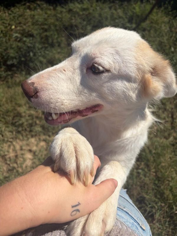 BELLE - Chien à adopter - photo 3