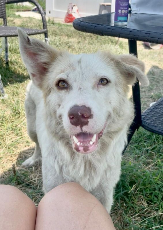BELLE - Chien à adopter
